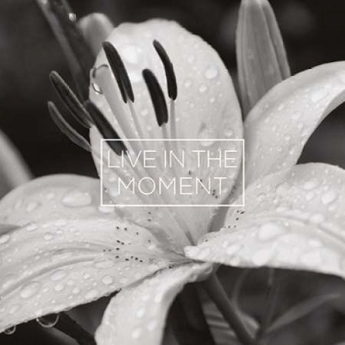 Say it in Black and White IV Canvas Art - Denise Romita (24 x 24)