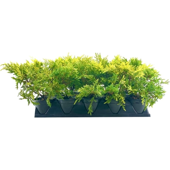 Saybrook Gold Juniper | 10 Live Quart Size Plants | Juniperus Chinensis | Drought Tolerant Cold Hardy Evergreen Groundcover