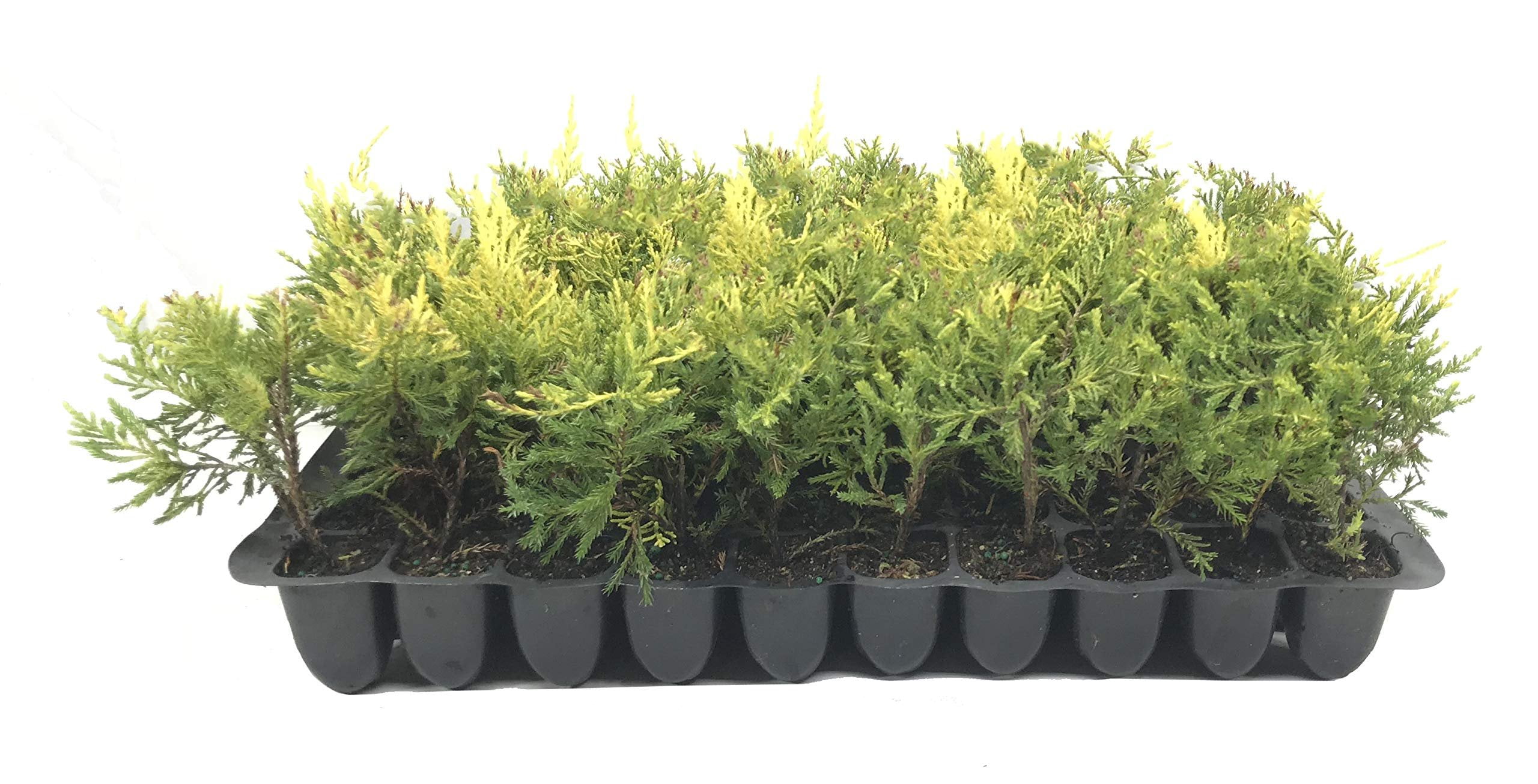 Saybrook Gold Juniper - 30 Live Plants - Juniperus Chinensis - Hardy Evergreen Ground Cover