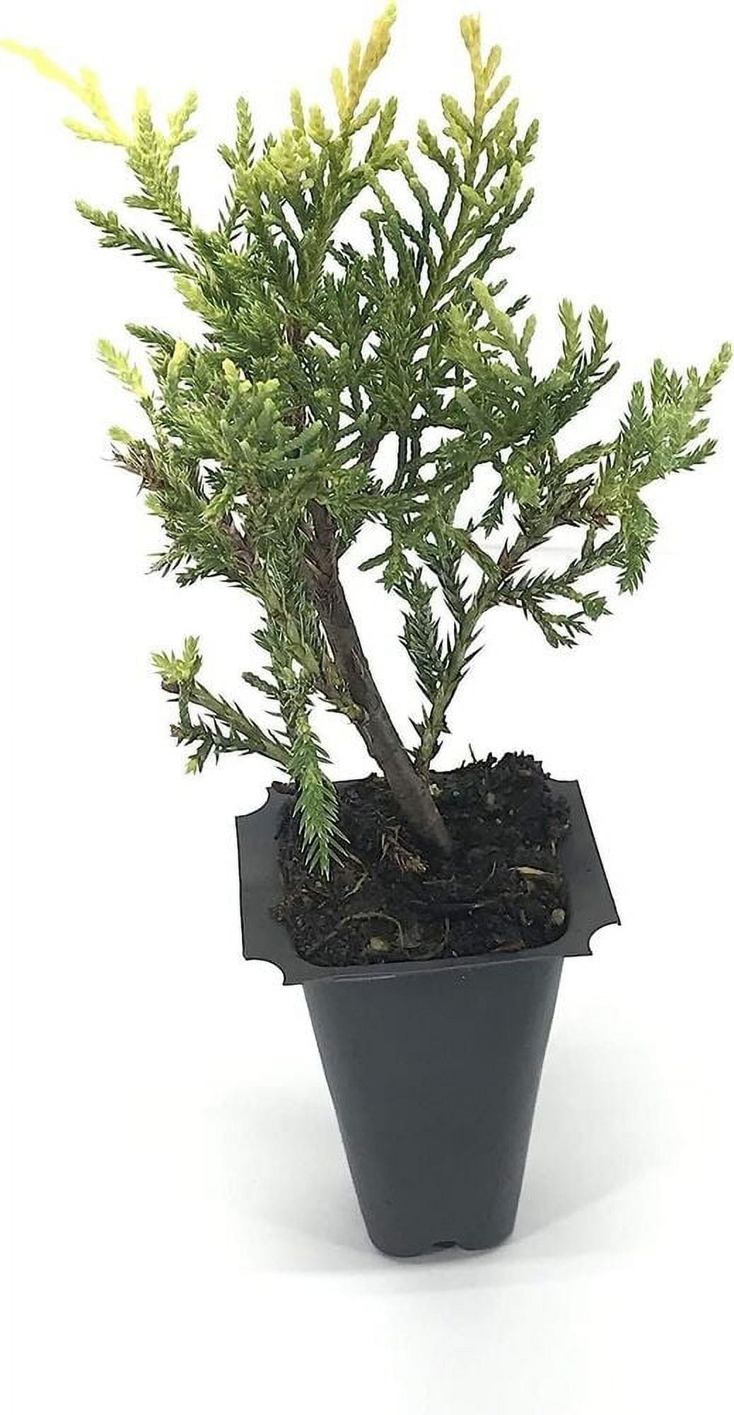 Saybrook Gold Juniper Live Plants Juniperus Chinensis Hardy