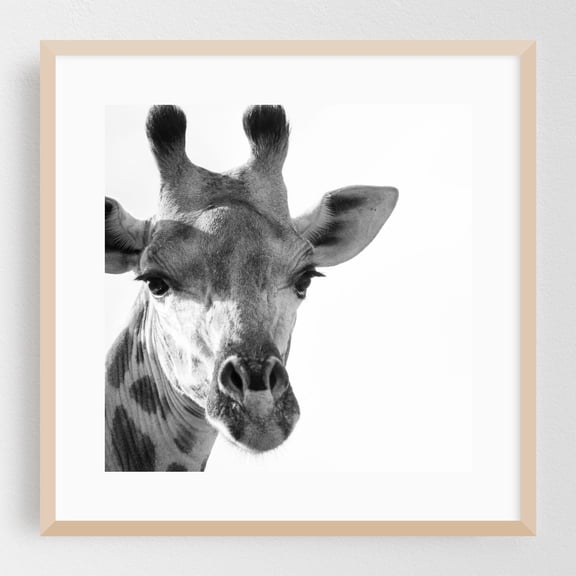 Saying Hello! - KwaZulu-Natal South Africa Photography Animal Wildlife Black and White Portrait Nature Minimalist Oak Framed Wall Art Print 16 x 16 inches