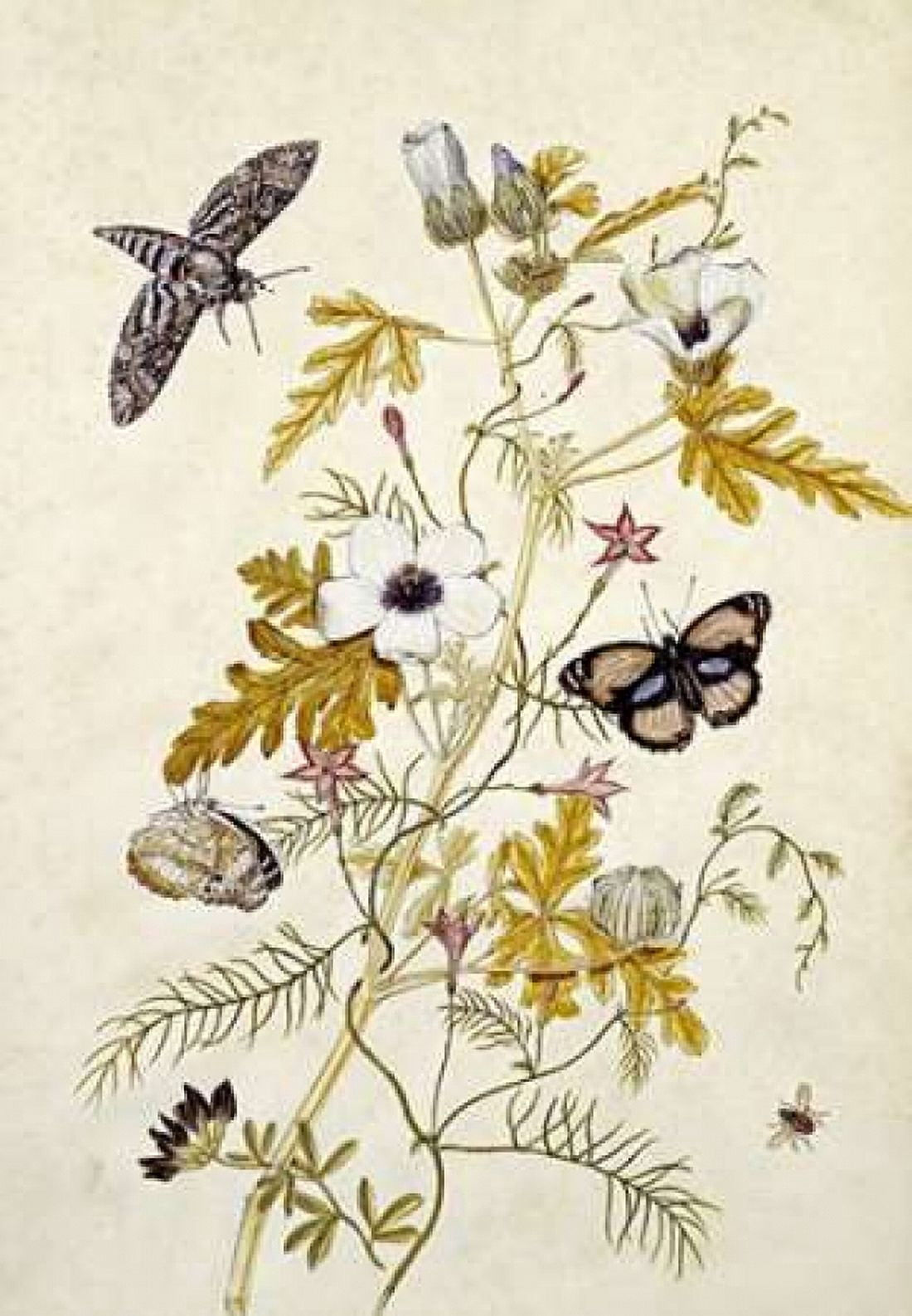 Scabious and a Cupid Flower Canvas Art - Thomas Jr Robins (20 x 28)