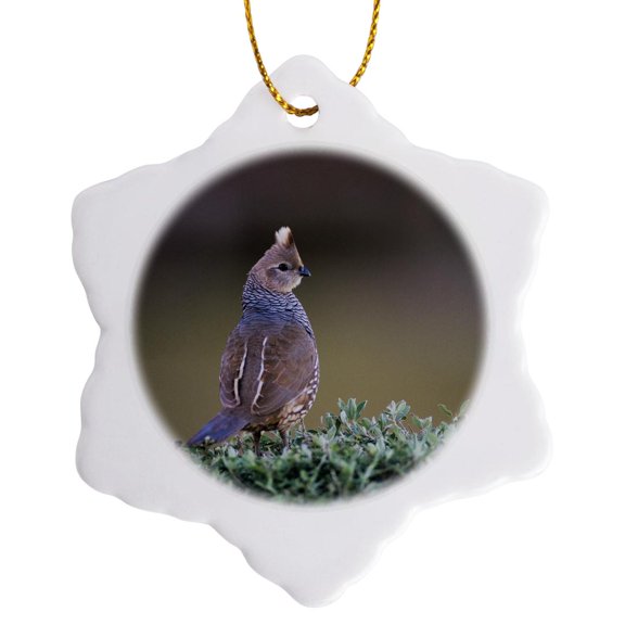 3drose, Scaled Quail Bird, Rio Grande Valley, Texas - Na02 Rnu0775 - Rolf Nussbaumer, 3 inch Snowflake Porcelain Ornament