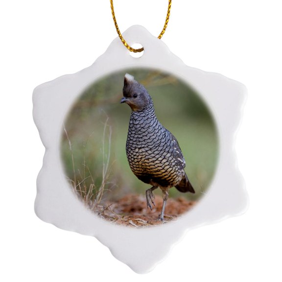 3drose, Scaled Quail, Callipepla Squamata Feeding in Grassland Habitat, 3 inch Snowflake Porcelain Ornament