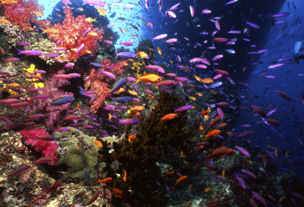 Scalefin Anthias fish in coral garden Fiji Canvas Art - Beverly FactorStocktrek Images (34 x 24)