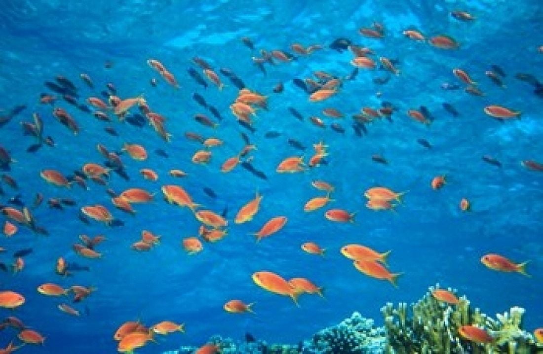 Scalefin anthias Elphinstone Reef Red Sea Egypt Canvas Art - Ali Kabas DanitaDelimont (18 x 12)