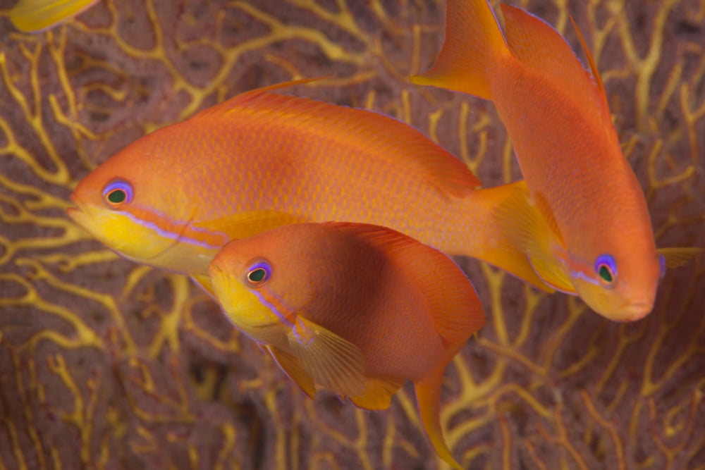 Scalefin anthias fish Beqa Lagoon Fiji Canvas Art - Terry MooreStocktrek Images (18 x 12)