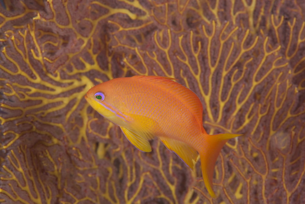 Scalefin anthias fish Beqa Lagoon Fiji Canvas Art - Terry MooreStocktrek Images (18 x 12)