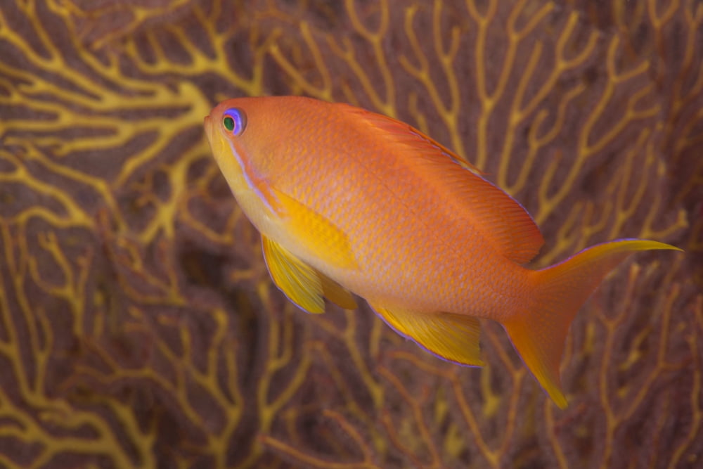 Scalefin anthias fish Beqa Lagoon Fiji Canvas Art - Terry MooreStocktrek Images (35 x 23)