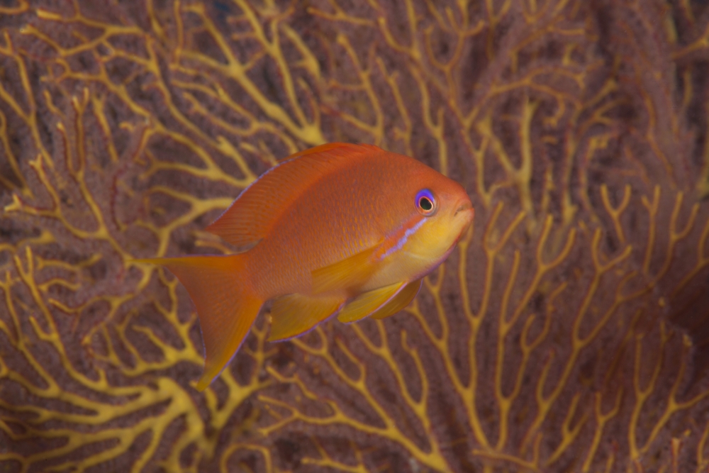Scalefin anthias fish Beqa Lagoon Fiji Canvas Art - Terry MooreStocktrek Images (35 x 23)