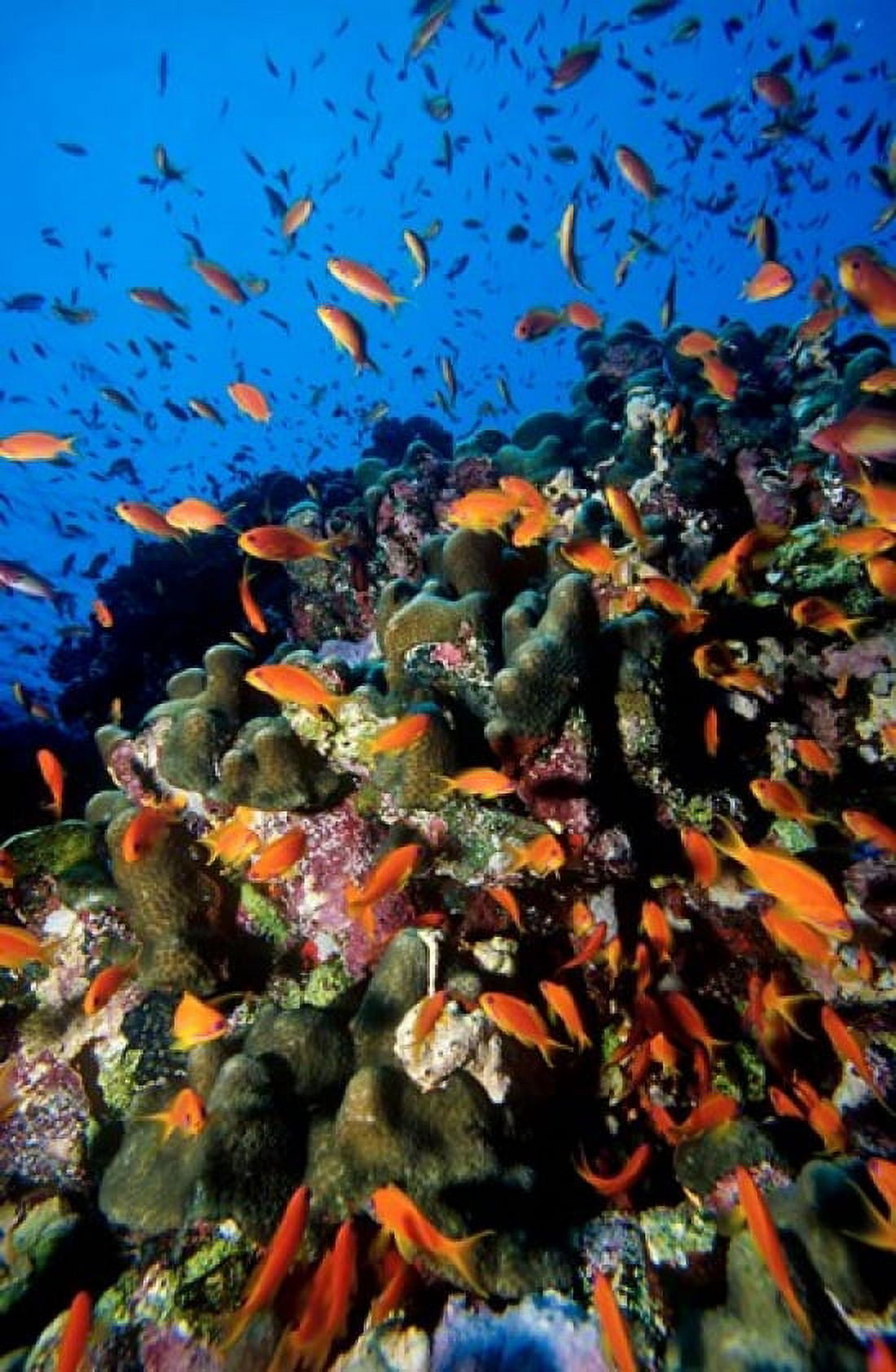 Scalefin anthias fish at Habili Ali Red Sea Egypt Canvas Art - Ali Kabas DanitaDelimont (24 x 37)