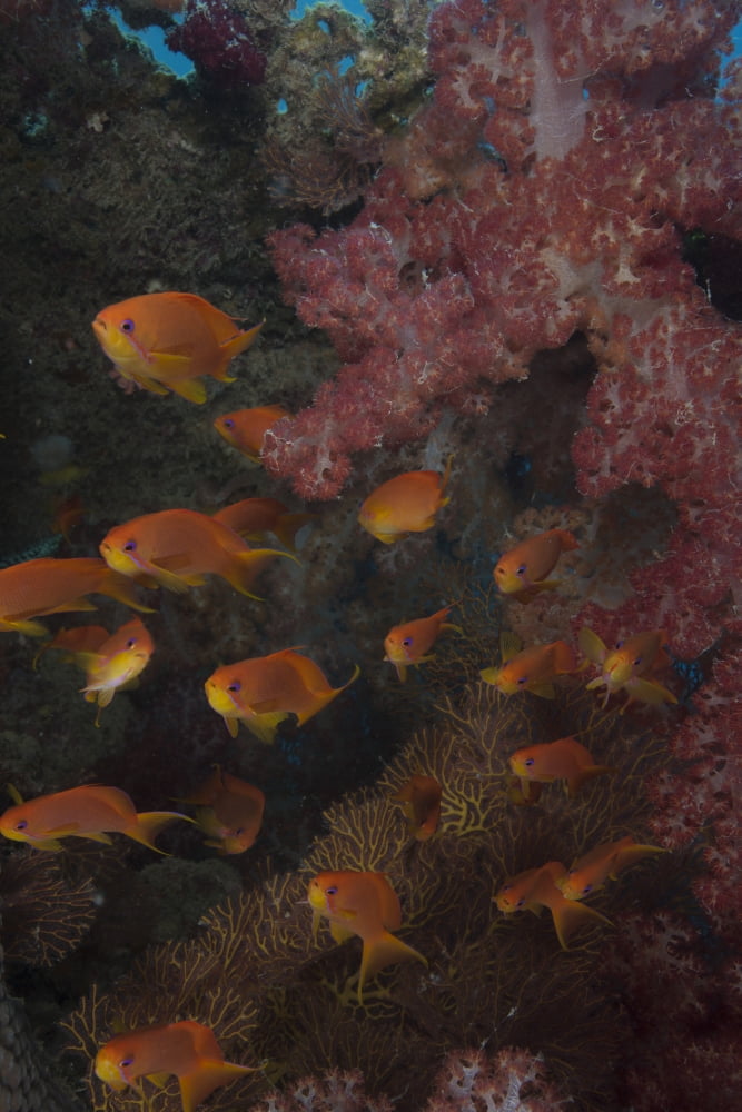 Scalefin anthias fish in Beqa Lagoon Fiji Canvas Art - Terry MooreStocktrek Images (12 x 18)