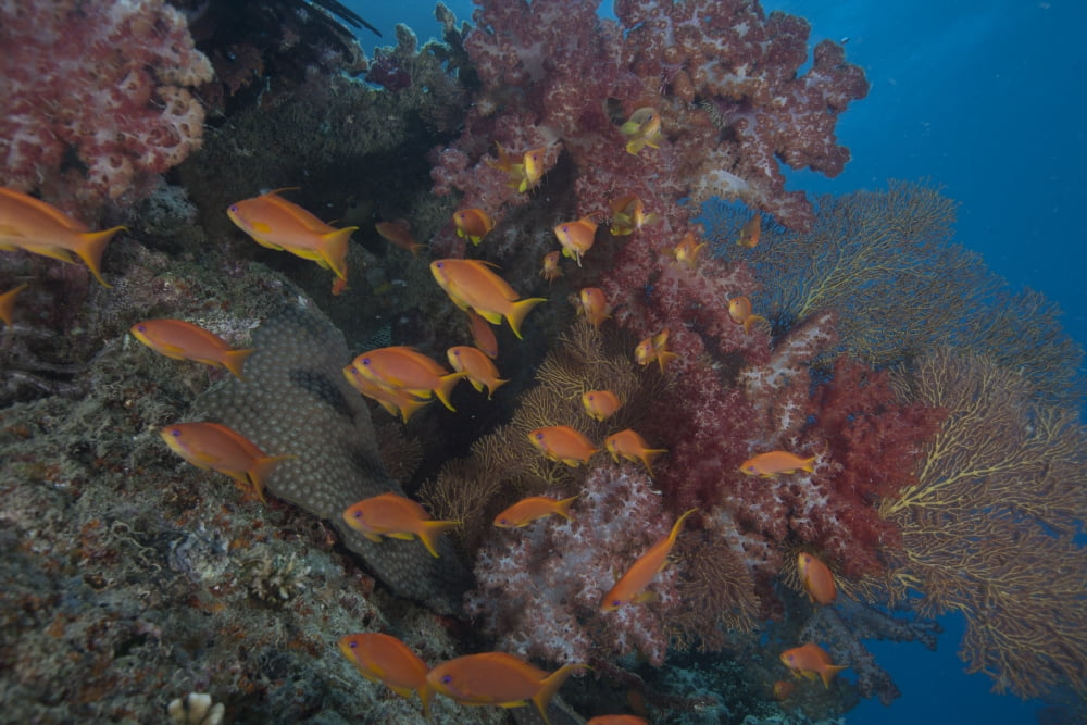 Scalefin anthias fish in Beqa Lagoon Fiji Canvas Art - Terry MooreStocktrek Images (18 x 12)