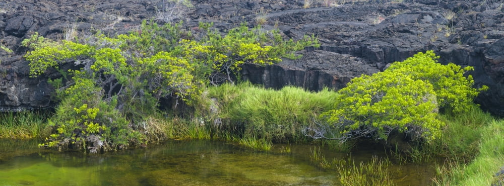 Scalesia and reed grasses on small brackish lagoon at the pahoehoe lava field at Punta Moreno Isabela Island Galapagos Islands Ecuador Canvas Art - Panoramic Images (27 x 9)
