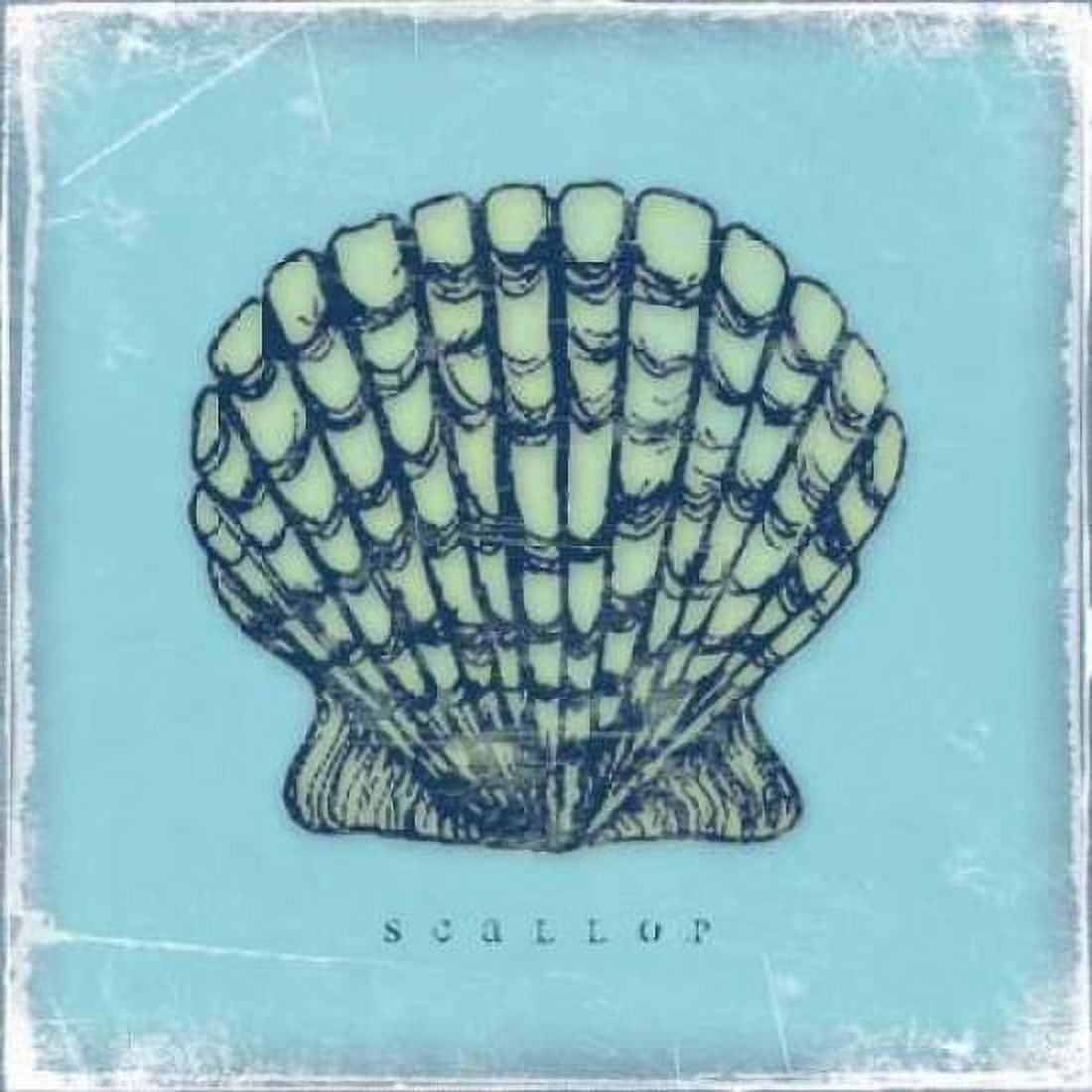 Scallop Canvas Art - Stephanie Marrott (24 x 24)