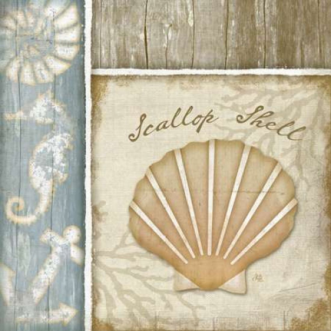 Scallop Shell Canvas Art - Jennifer Pugh (24 x 24)