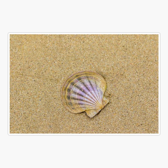 Scallop shell Sticker