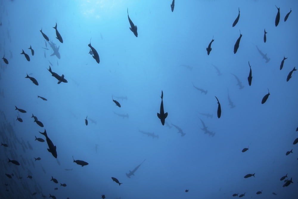 Scalloped hammerhead sharks swim near Cocos Island Costa Rica Canvas Art - Ethan DanielsStocktrek Images (17 x 12)