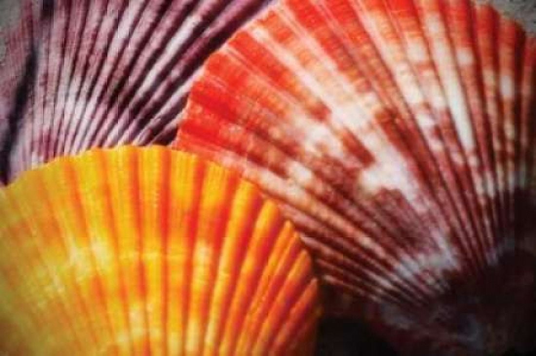 Scallops I Canvas Art - Alan Hausenflock (20 x 28)