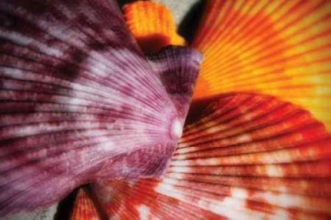 Scallops II Canvas Art - Alan Hausenflock (20 x 28)