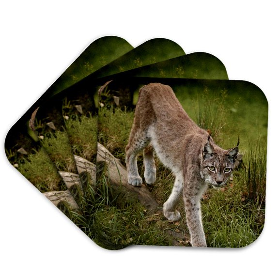 3drose, Scandinavia, Finland. Lynx Lynx, European Lynx Walking in Forest., Set of 4 Coasters - Soft