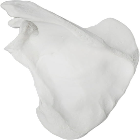 Scapula Bone Model, Left - Anatomically Accurate Human Scapula Bone Replica - Natural Size, Natural Color - Eisco Labs