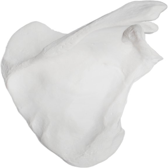 Scapula Bone Model, Right - Anatomically Accurate Human Scapula Bone Replica - Natural Size, Natural Color - Eisco Labs