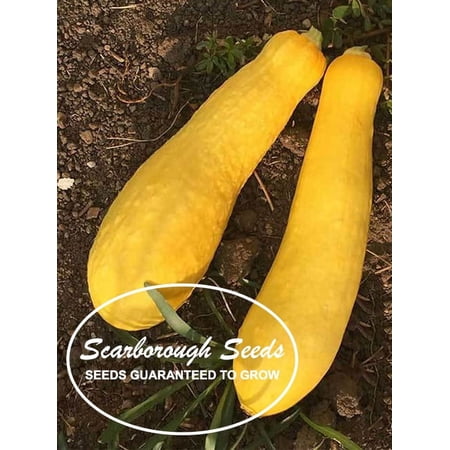Scarborough Seeds 25 Yellow Straightneck Plant Seeds, Non-GMO