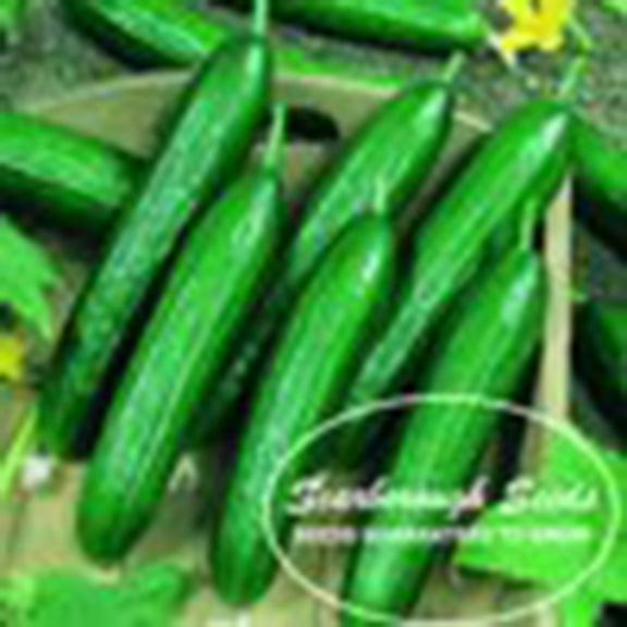 Scarborough Seeds 50 Beit Alpha Cucumber Plant Seeds, Non-GMO