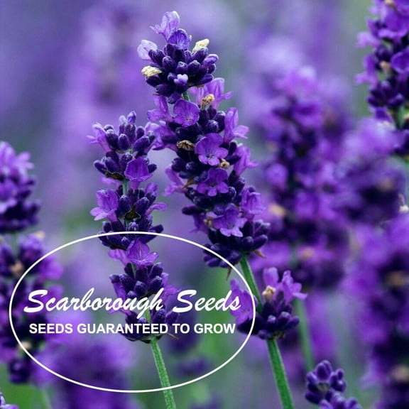 Scarborough Seeds 500 Lavender Plant Seeds, Perennial Herb