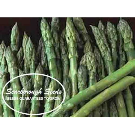 Scarborough Seeds Asparagus Mary Washington 100 Count Non GMO Fresh Garden Seeds