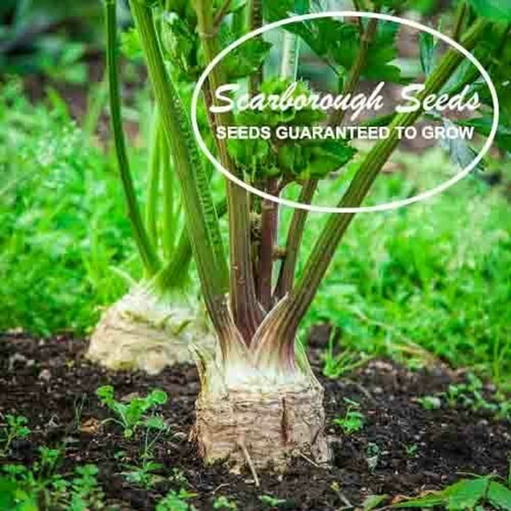 Scarborough Seeds Celery Root (Celeriac) 500 Count Non GMO Garden Seeds