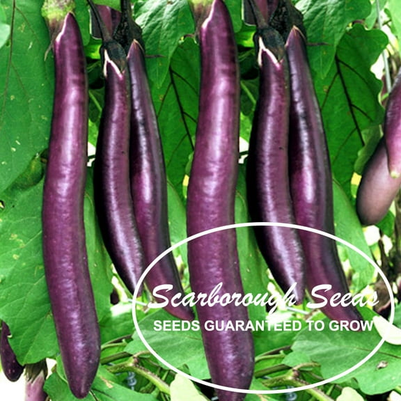 Scarborough Seeds Eggplant Long Purple 200 Seeds Heirloom, Organic USA