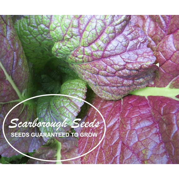 Scarborough Seeds Osaka Purple Mustard 500 Seeds-Open Pollinated-Non GMO-USA