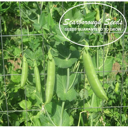 Scarborough Seeds Peas, Super Sugar Snap, 25 Seeds Non-Gmo, Heirloom , USA