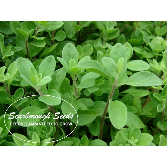 Scarborough Seeds Sweet Marjoram 500 Count - Heirloom, Herbs Fragrant Non-GMO USA