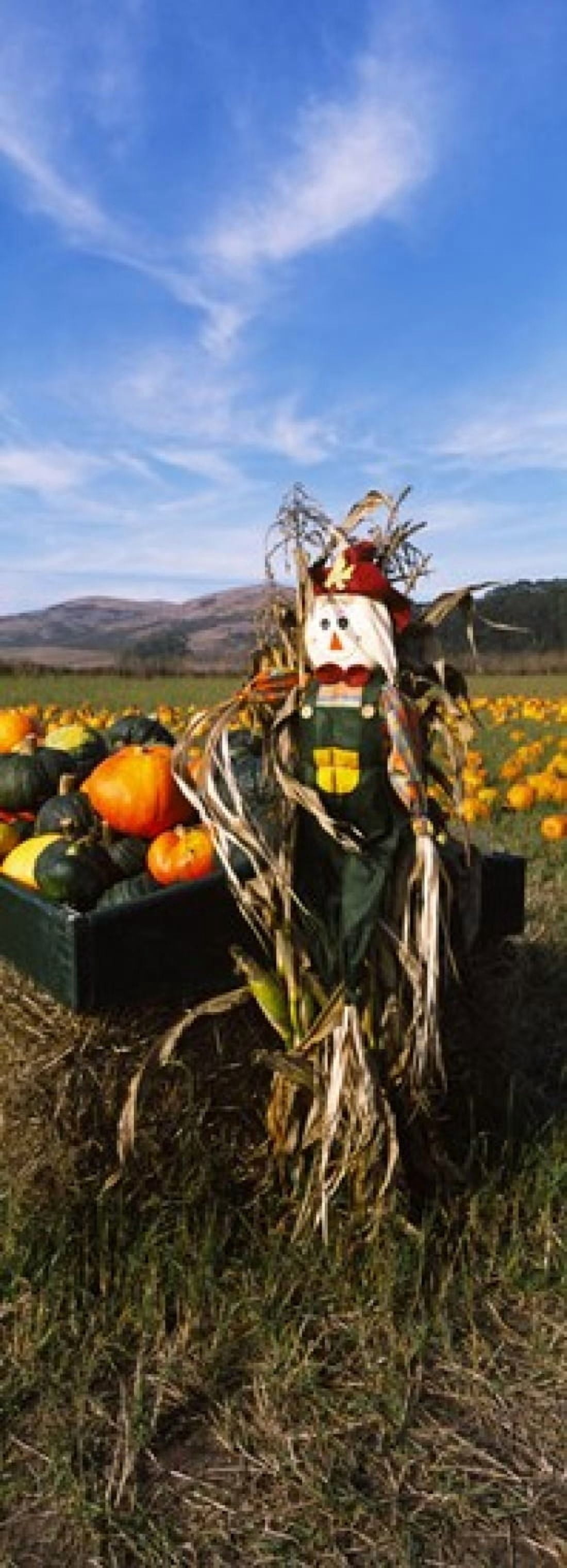 Scarecrow in Pumpkin Patch Half Moon Bay California USA Canvas Art - Panoramic Images (18 x 7)