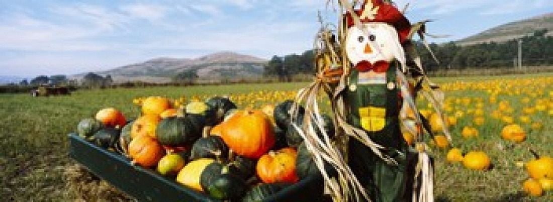 Scarecrow in Pumpkin Patch Half Moon Bay California USA Canvas Art - Panoramic Images (36 x 13)