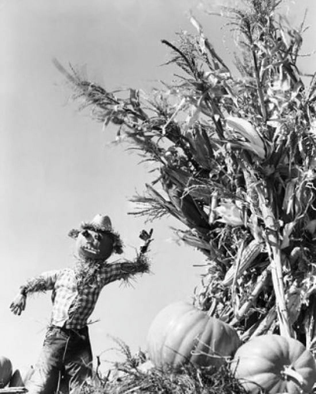 Scarecrow with pumpkins and corn plants in a field Canvas Art - (18 x 24)