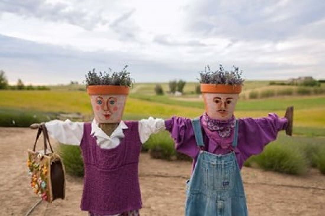Scarecrows at a lavendar farm in SE Washington Canvas Art - Brent Bergherm DanitaDelimont (30 x 20)