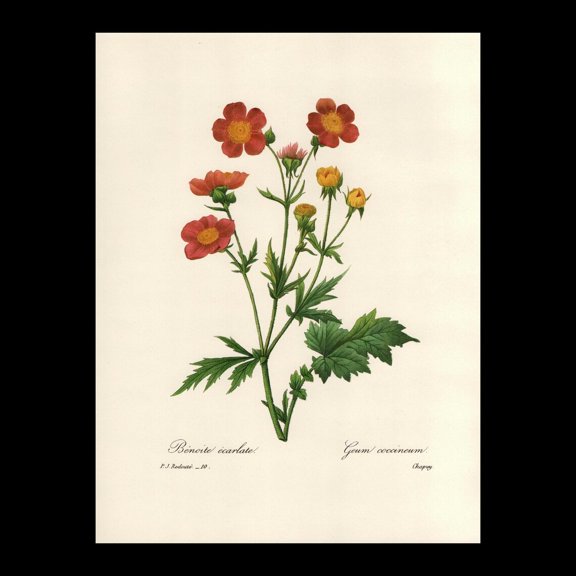 Scarlet Avens Redoute Botanical Print, Unframed Paper Poster 8x10in