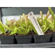 Scarlet Bell Pitcher Plant   Sarracenia Scarlet Bell   Carnivorous Plant