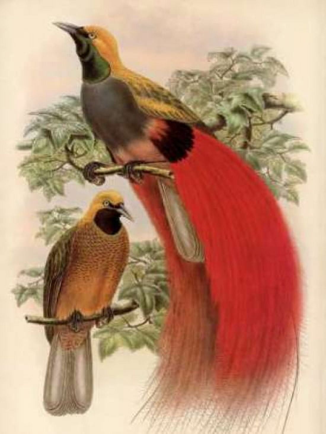 Scarlet Bird of Paradise Canvas Art - Alastair Reynolds (18 x 24)