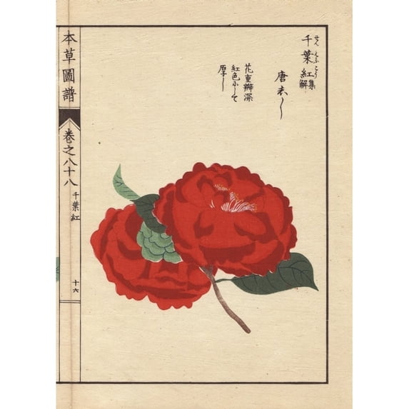 Scarlet Camellia, Toushishi, Thea Japonicaa Poster Print By ® Florilegius Mary Evans (18 X 24)