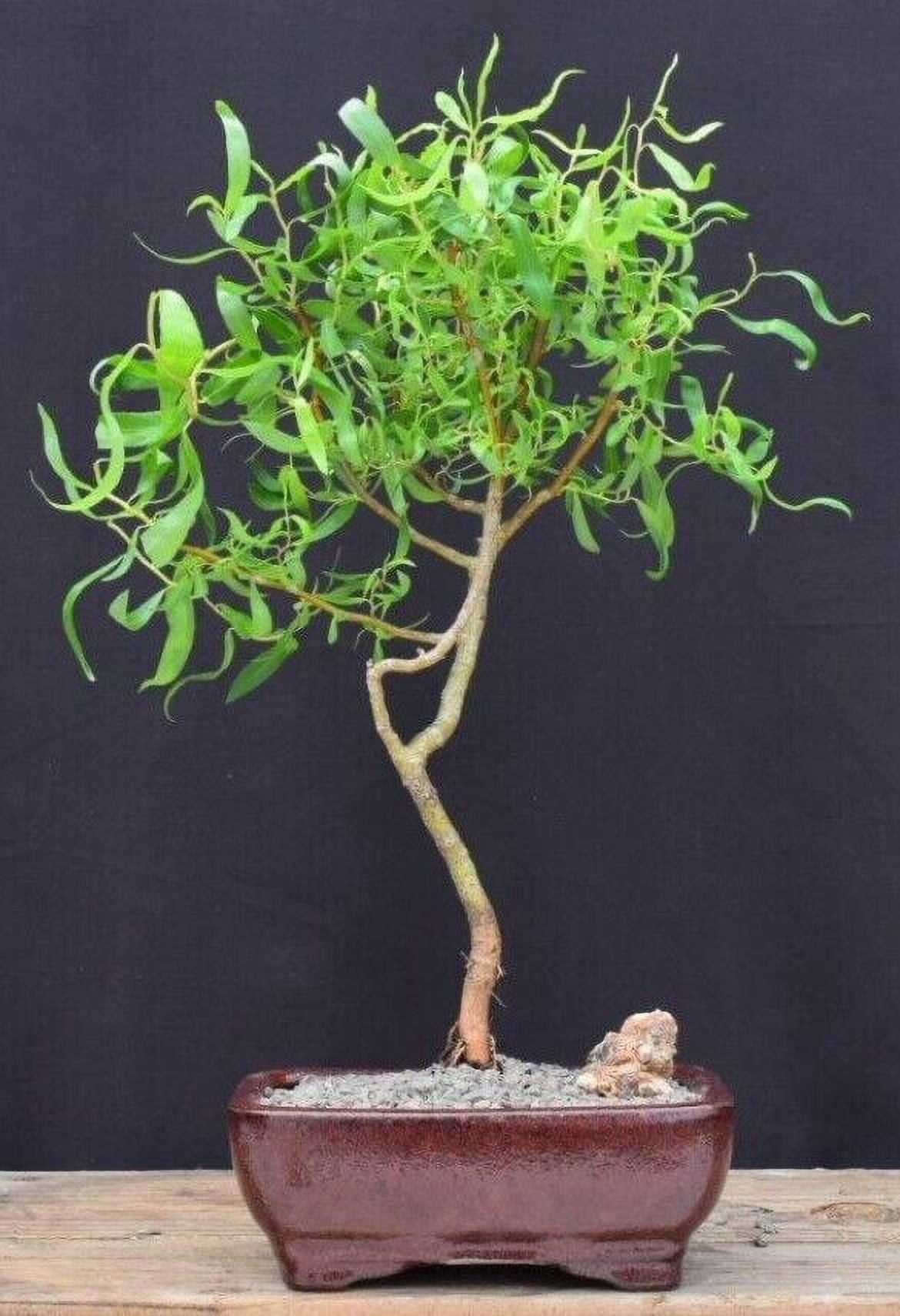 Scarlet Curls Corkscrew Weeping Willow Bonsai Tree 16"H Outdoor Deciduous Plant