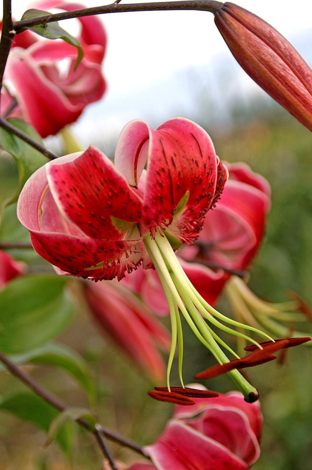 Scarlet Delight Specie Lily 2 Bulbs 16/18 cm - Magenta/Pink - Walmart ...