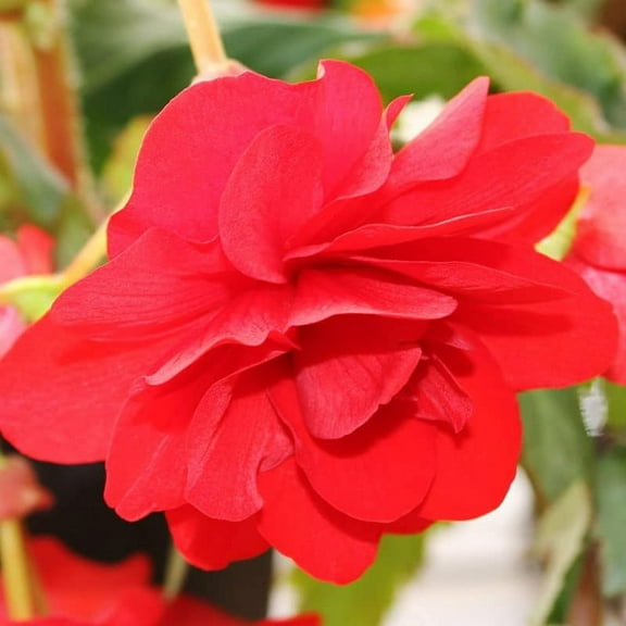 Scarlet Double Begonia Flower Bulbs - 3 Tubers per Pack - Deer Resistant - Grows Well In Containers - Easy to Grow Live Plants - Outdoor Garden - Full to Part Shade