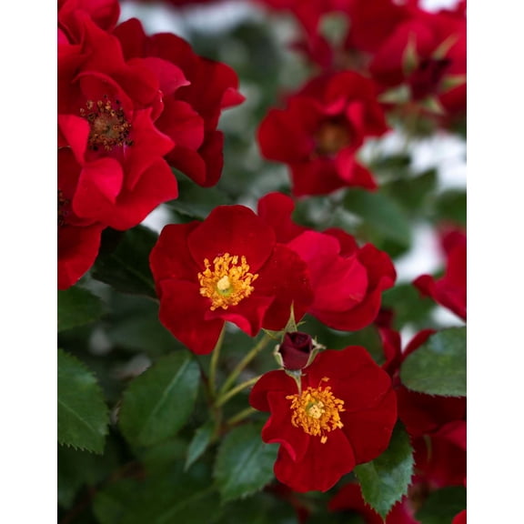 Scarlet Drift Groundcover Rose - Live Plant - ( 1 QT ) - Repeat Blooms
