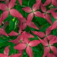 thumbnail image 1 of Scarlet Fire Dogwood Dormant Starter Bare Root Flowering Tree, 1-Pack, 1 of 3
