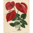 thumbnail image 1 of Scarlet Flamingo Flower Or Anthurium Lilya Poster Print By ® Florilegius Mary Evans (24 X 36), 1 of 3